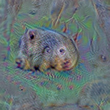 n01882714 koala, koala bear, kangaroo bear, native bear, Phascolarctos cinereus